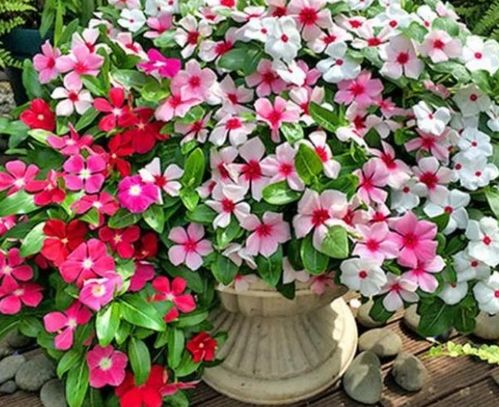 花期超長的4種花卉，一開花就是大半年，還好養(yǎng)